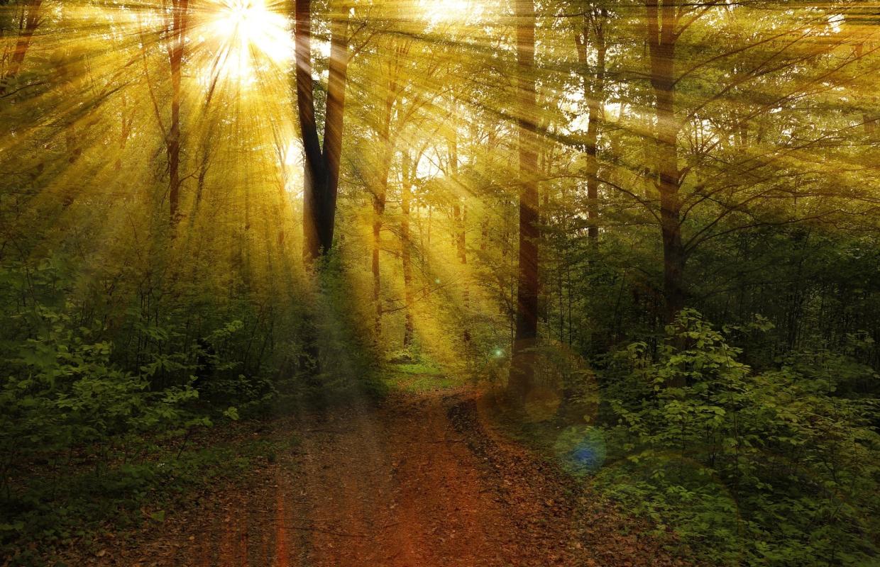 Light Breaking through the trees