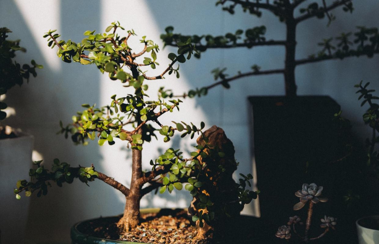 Trillium Integrative Medicine