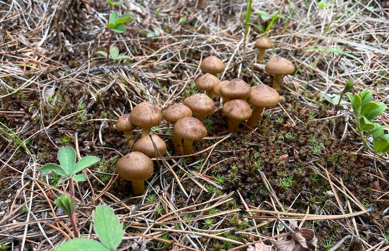 Trillium Integrative Medicine Nature Photo