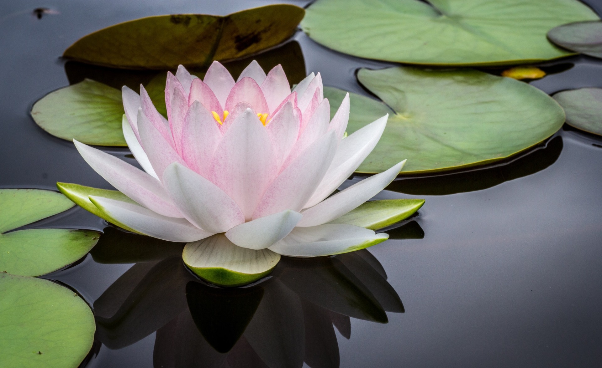 Lily flower on pond